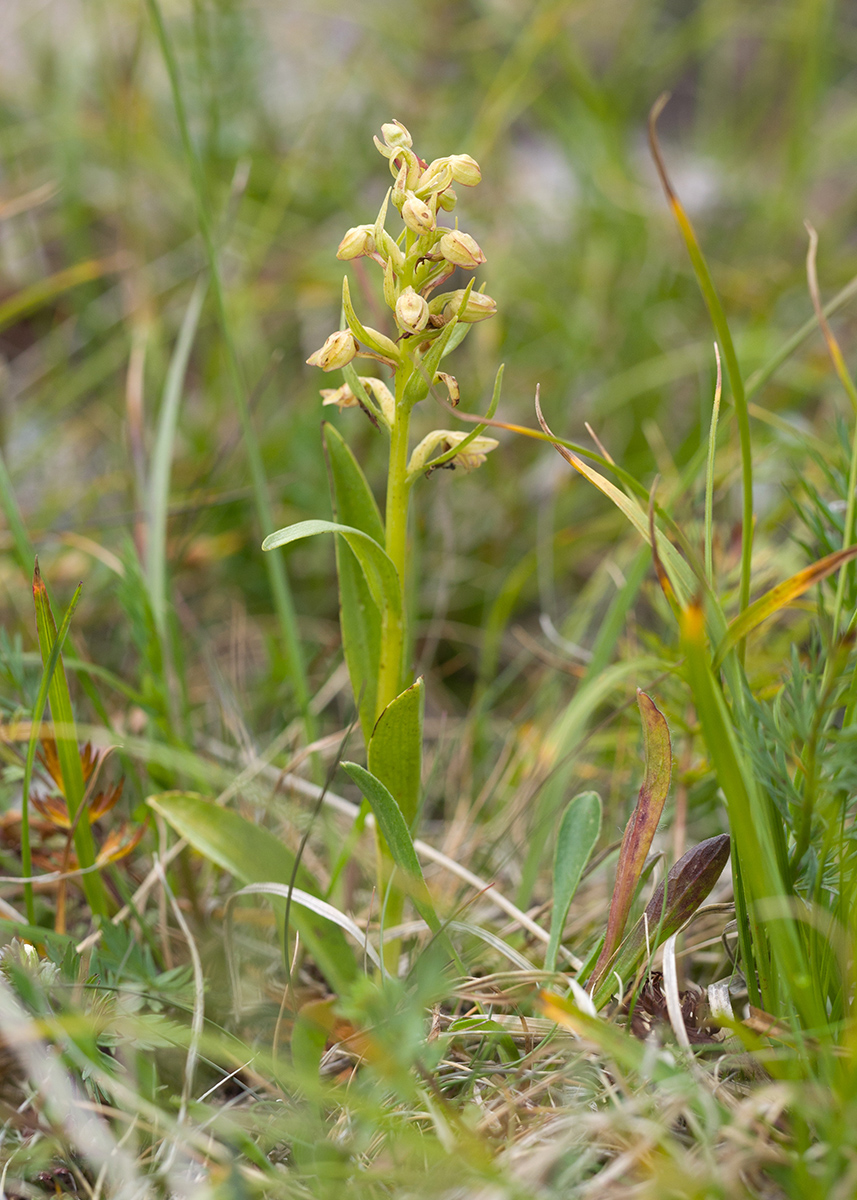 Image of Dactylorhiza viridis specimen.