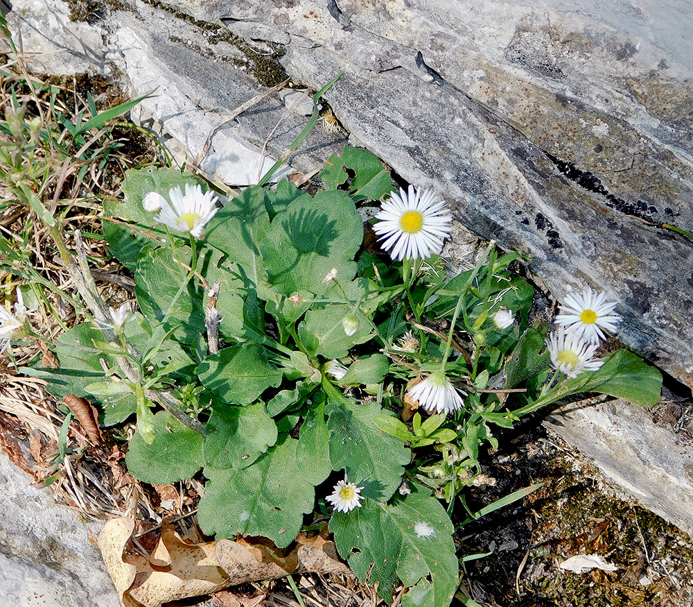 Image of Erigeron annuus specimen.