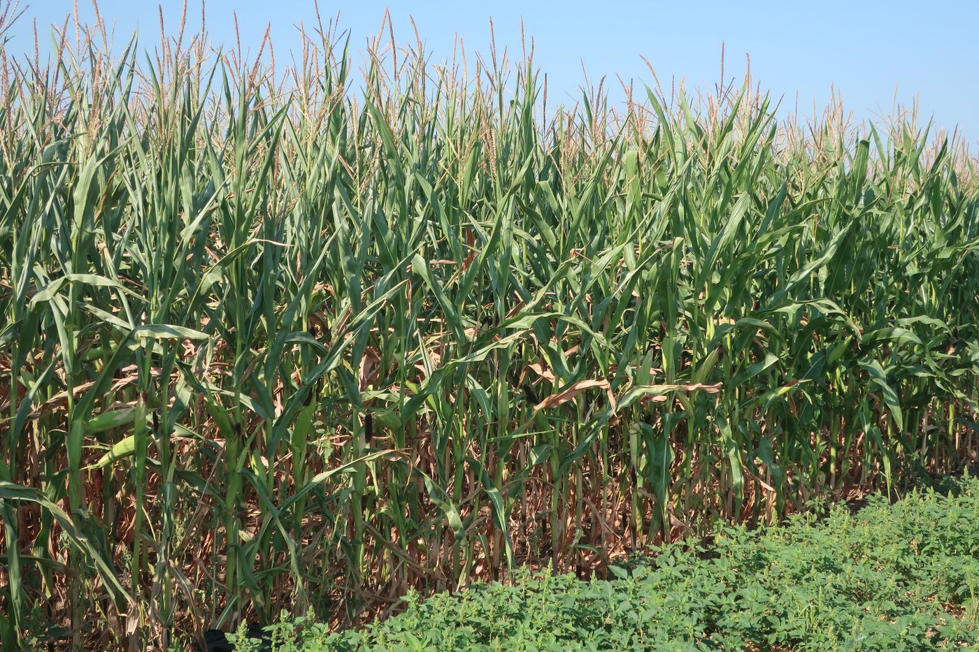 Image of Zea mays specimen.