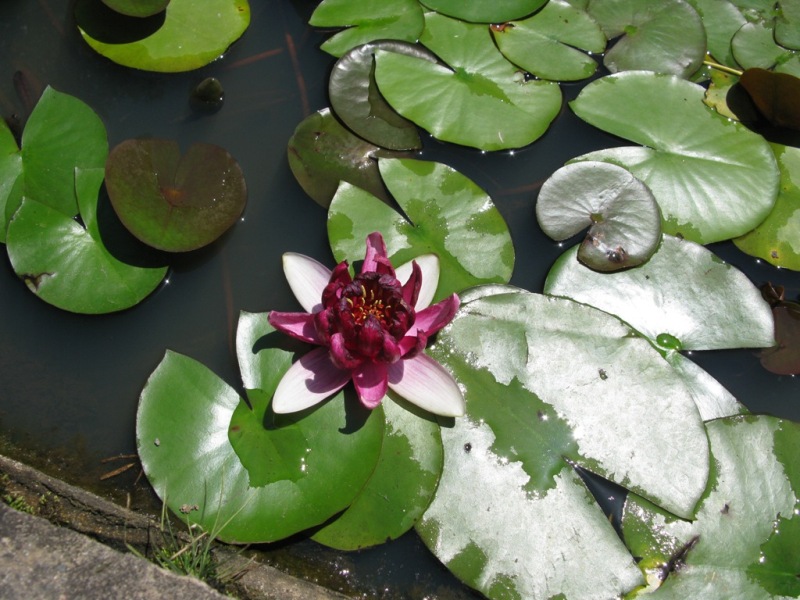 Image of Nymphaea odorata specimen.