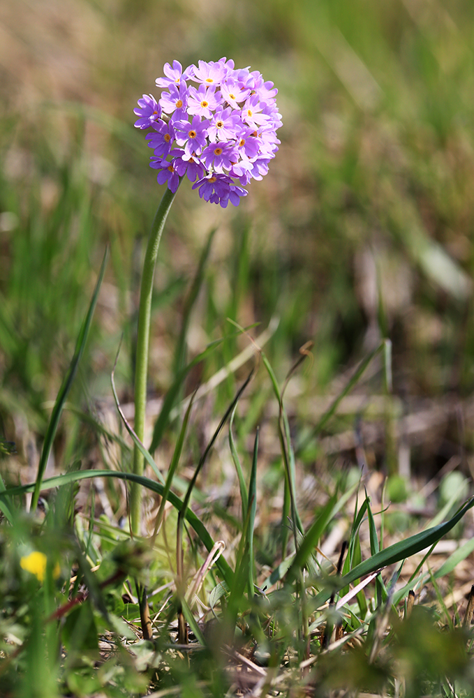 Изображение особи Primula fistulosa.