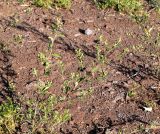 Sida rhombifolia. Плодоносящее растение. Чили, обл. Valparaiso, провинция Isla de Pascua, г. Hanga Roa, пустырь. 15.03.2023.