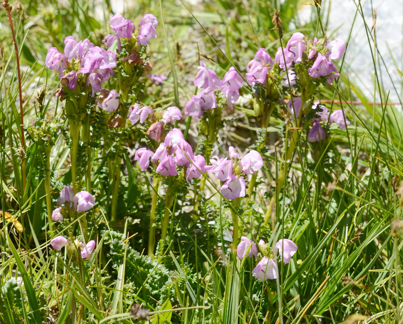 Изображение особи Pedicularis rhinanthoides.