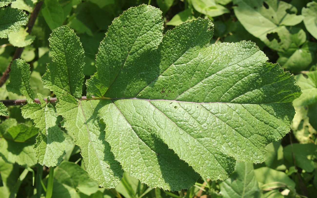 Image of Brassica nigra specimen.