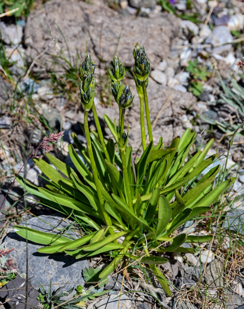 Изображение особи Swertia marginata.