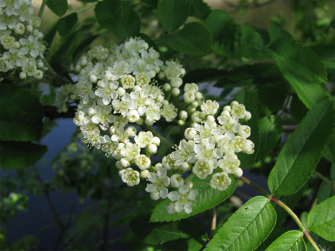 Изображение особи Sorbus aucuparia.