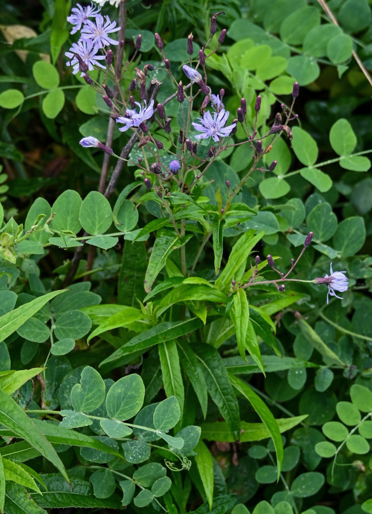 Image of Lactuca sibirica specimen.