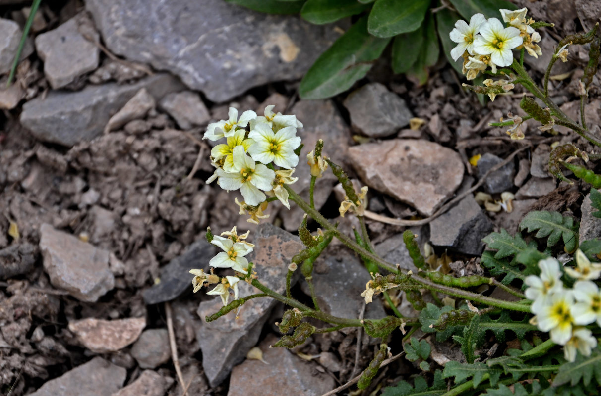 Изображение особи Chorispora macropoda.