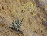 Смотреть изображение Isatis trachycarpa
