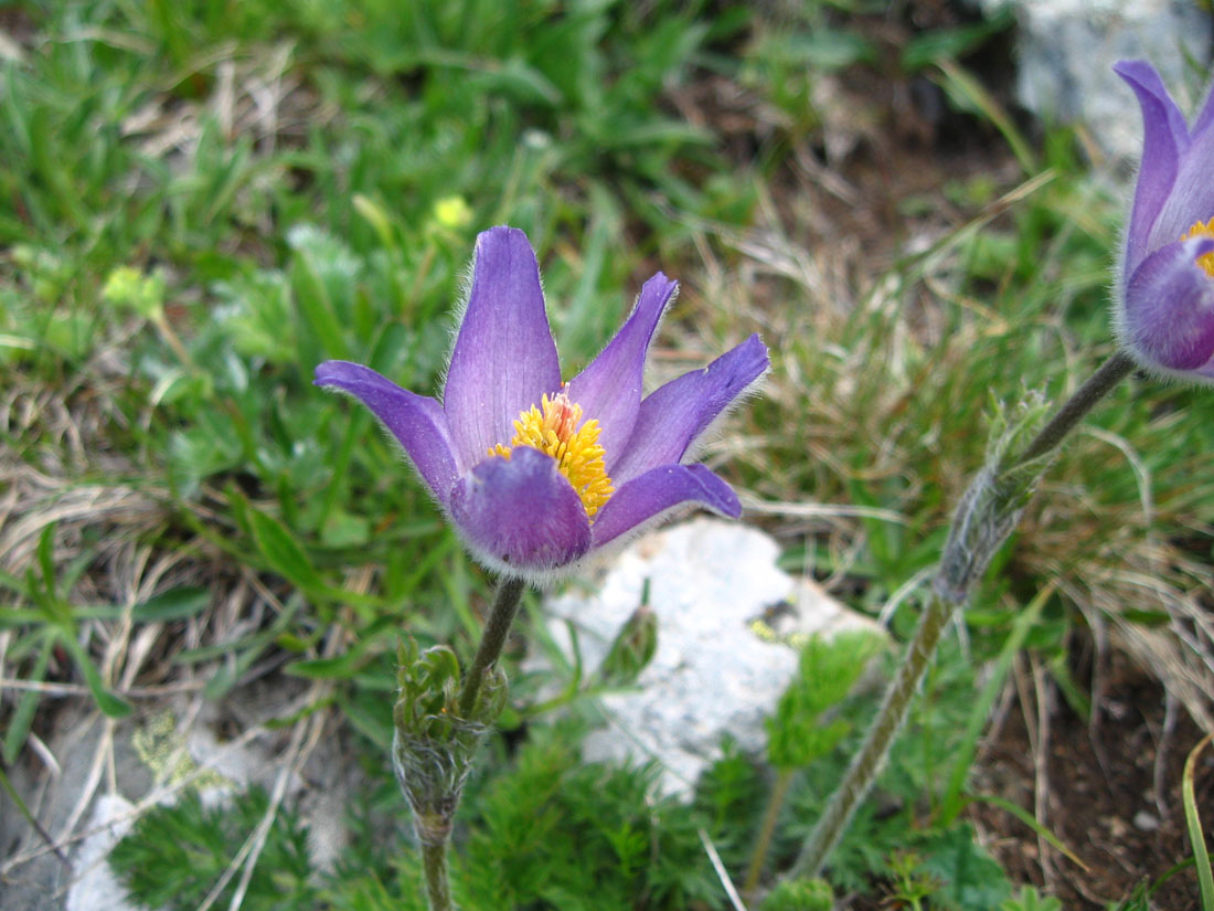 Image of Pulsatilla violacea specimen.