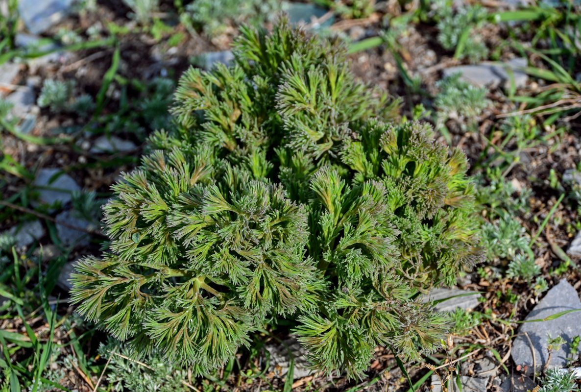 Image of Bilacunaria microcarpos specimen.