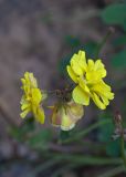 Oxalis form pleniflora