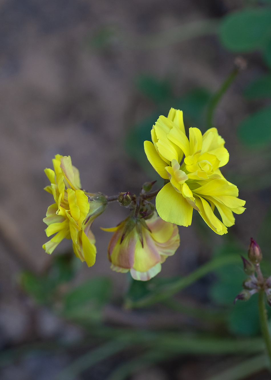 Image of Oxalis pes-caprae f. pleniflora specimen.