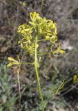 семейство Brassicaceae. Верхушка побега с соцветием с цветками и завязавшимися плодами. Испания, автономное сообщество Каталония, провинция Жирона, комарка Сельва, муниципалитет Сускеда, перевал Майа (Coll de Malla), 1010 м н.у.м, сложенный мергелями холм. 19.04.2024.