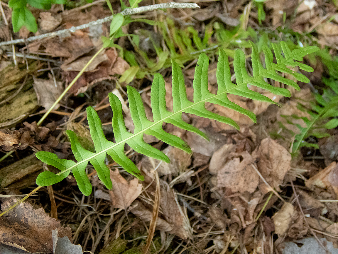 Изображение особи Polypodium vulgare.