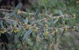 Berberis julianae