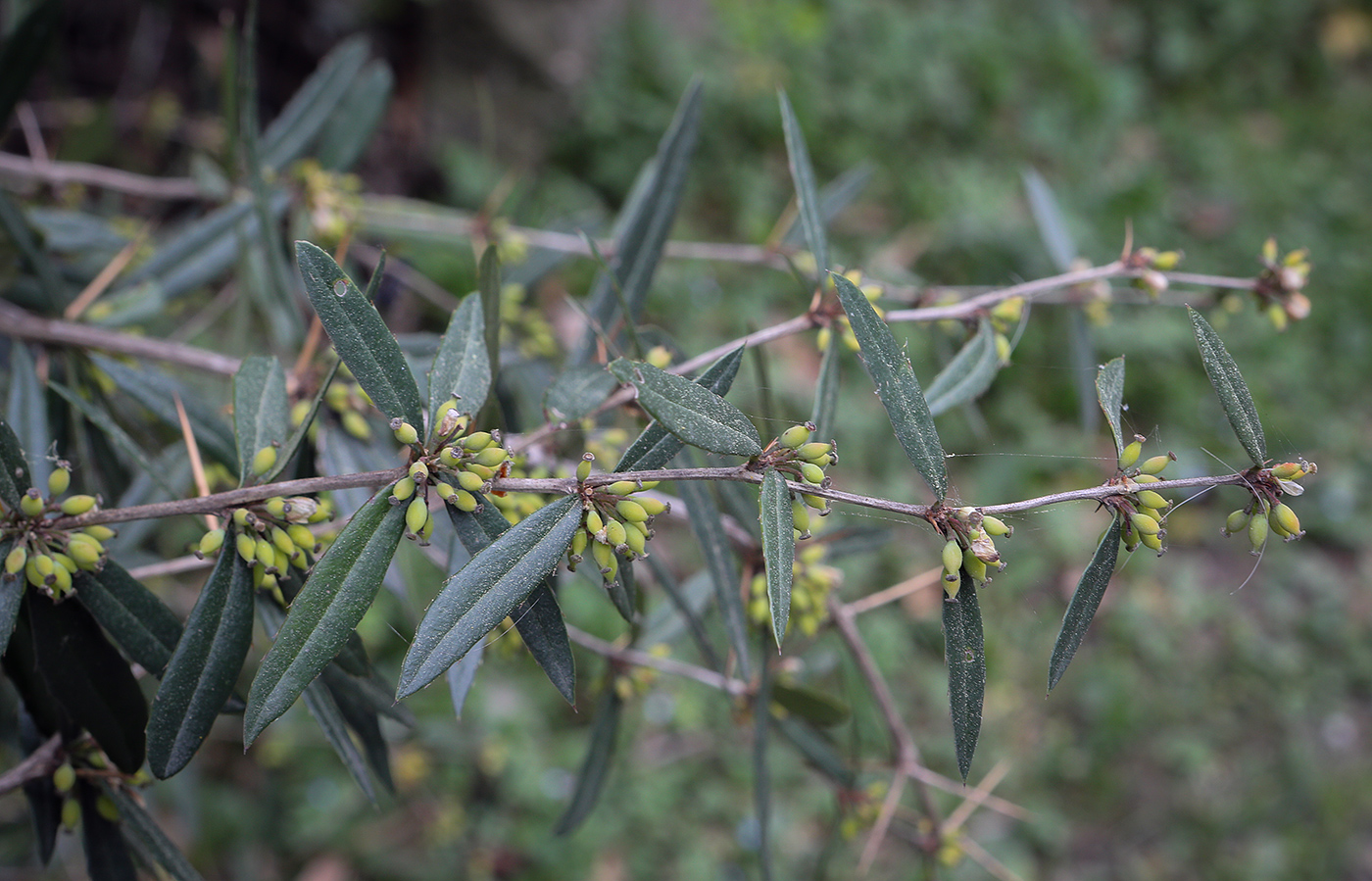 Image of Berberis julianae specimen.