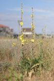Verbascum undulatum. Цветущие растения. Крым, Севастополь, обочина дороги. 27.05.2024.
