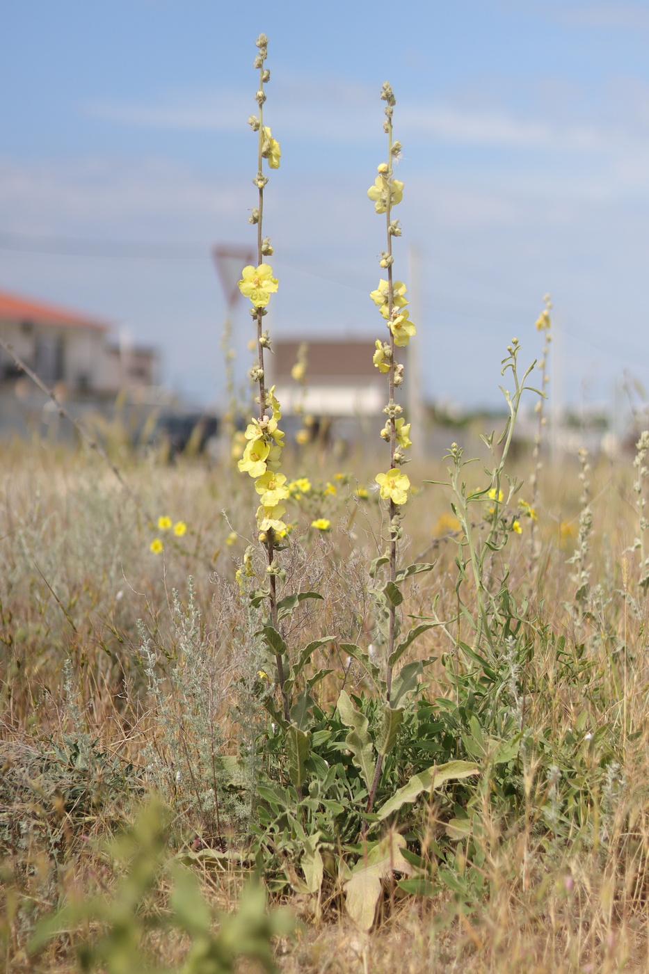 Image of Verbascum undulatum specimen.