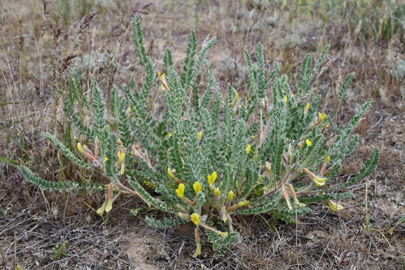 Изображение особи Astragalus larvatus.