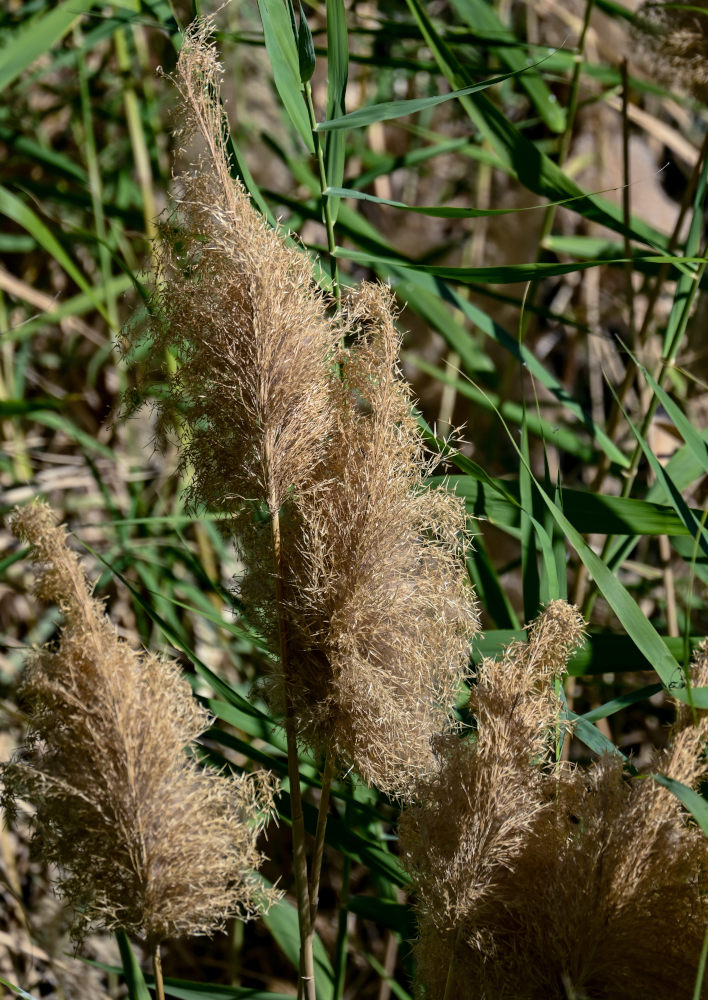 Изображение особи Phragmites australis.