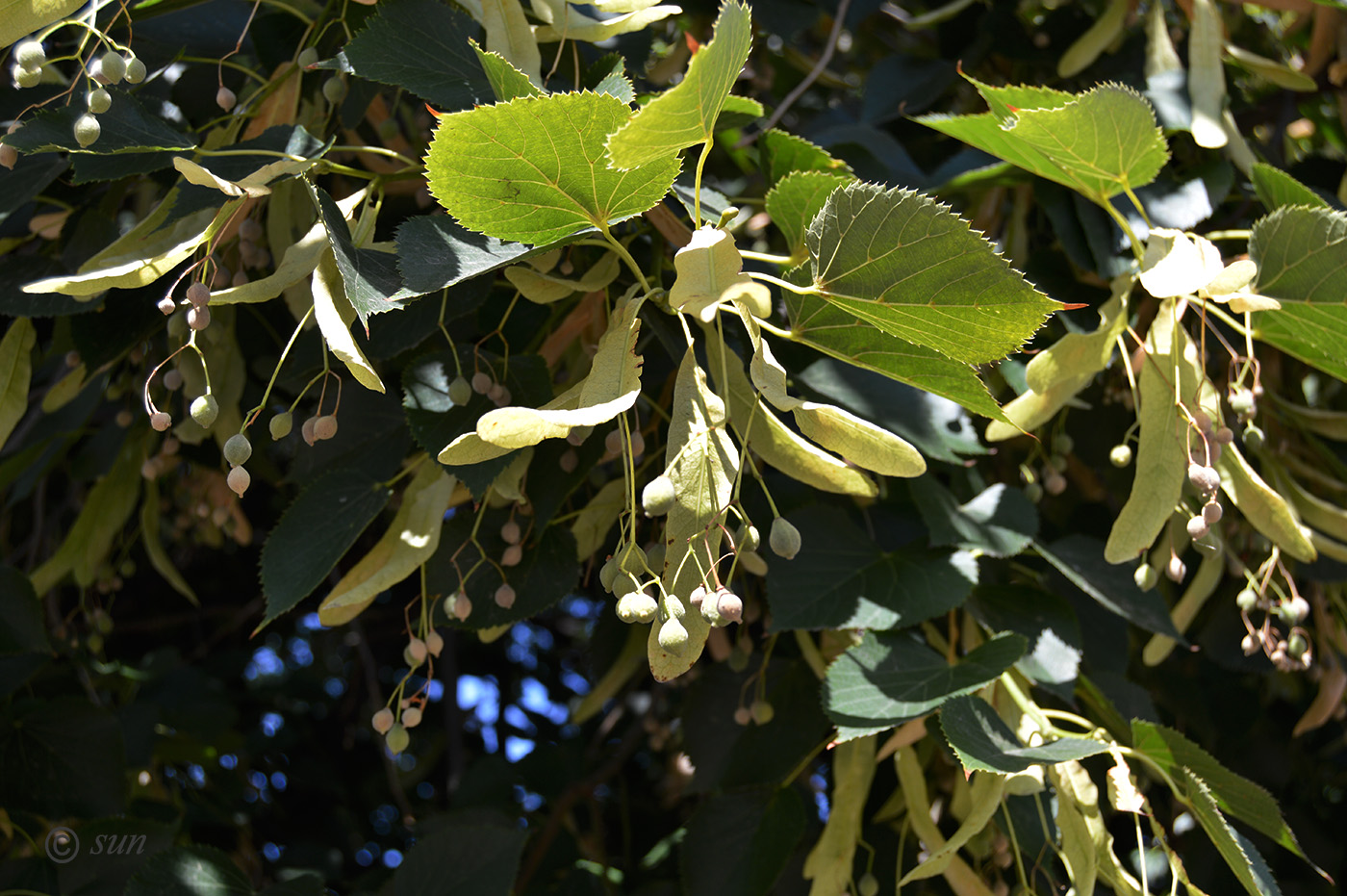 Image of Tilia cordifolia specimen.