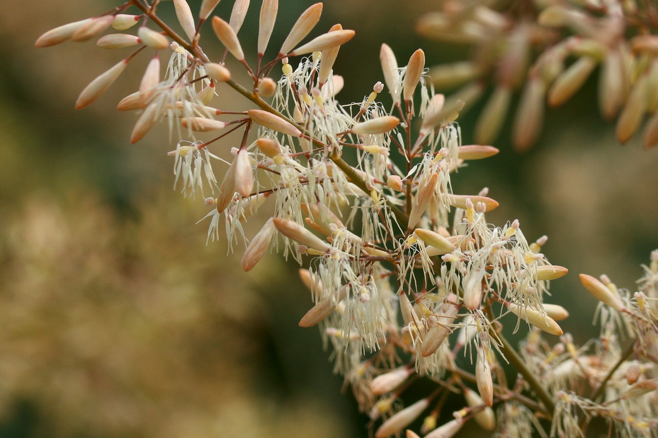 Image of Macleaya cordata specimen.