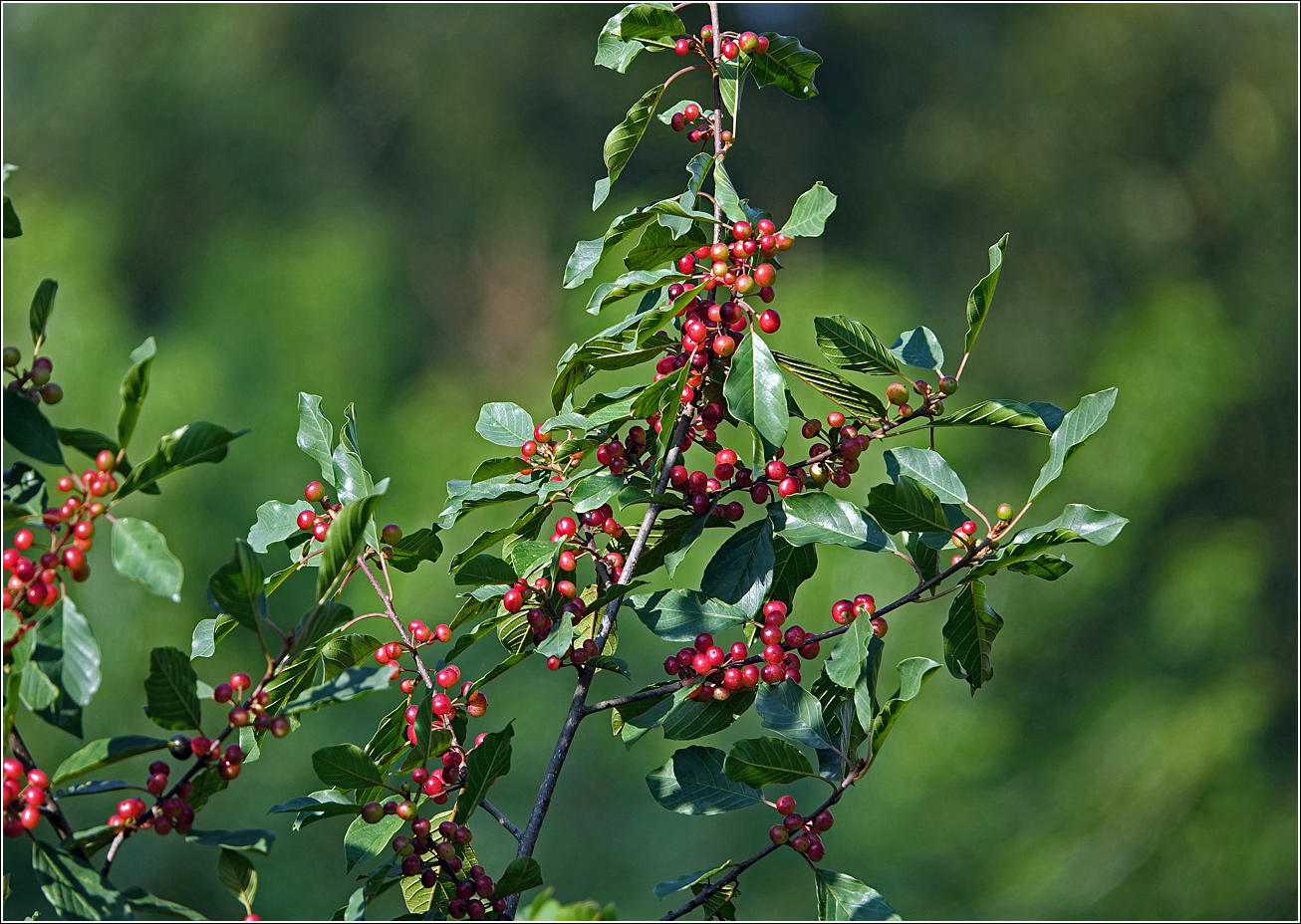 Image of Frangula alnus specimen.