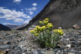 Arnebia decumbens. Цветущее растение. Таджикистан, Горно-Бадахшанская автономная обл., Рушанский р-н, хр. Музкол, дол. р. Танымас, выс. ≈ 3100 м н.у.м., каменистый участок долины между подножием каменистой осыпи и берегом реки. 30 июня 2024 г.