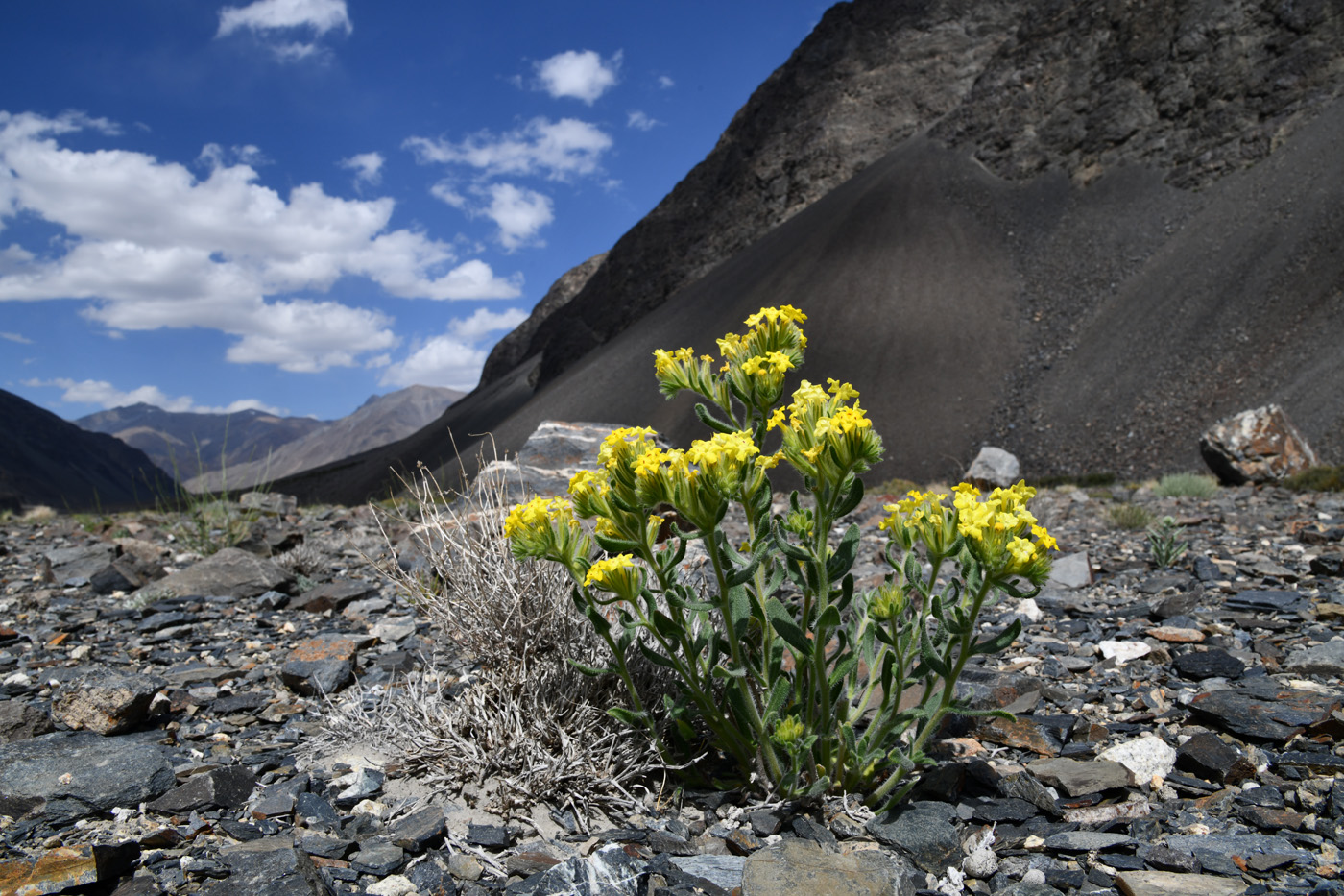 Изображение особи Arnebia decumbens.