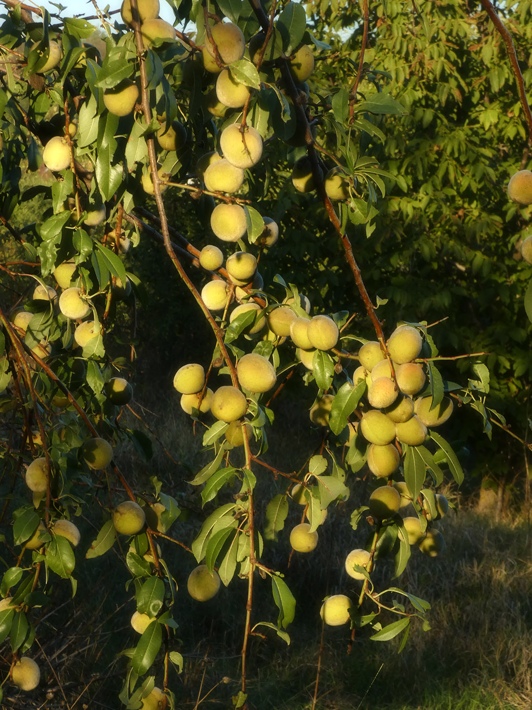 Изображение особи Persica vulgaris.