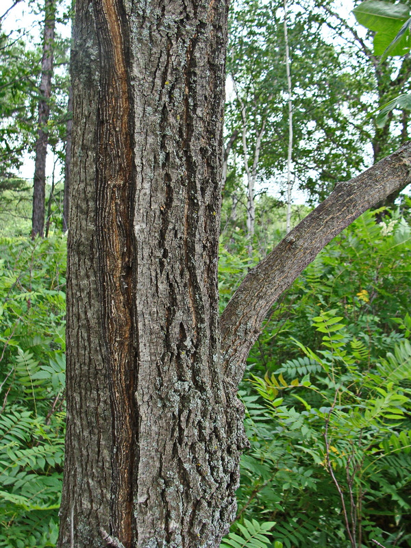 Image of Fraxinus mandshurica specimen.