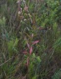 Oenothera rubricaulis