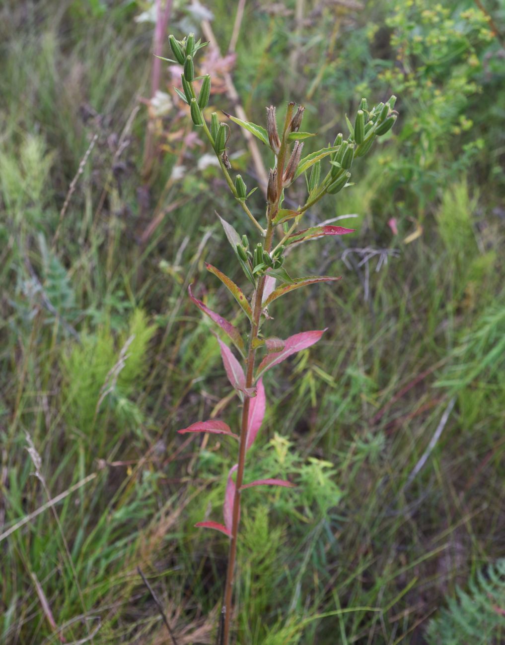 Изображение особи род Oenothera.