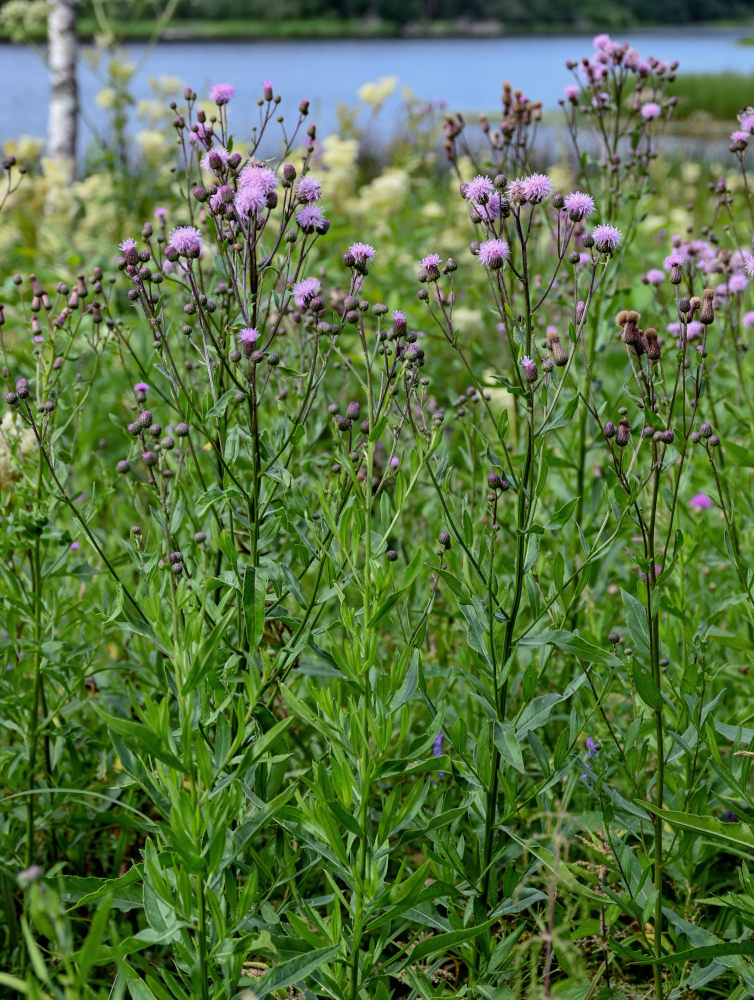 Image of Cirsium arvense specimen.