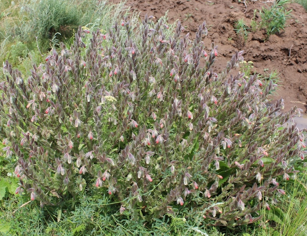 Image of Onosma polychroma specimen.