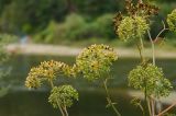 Cenolophium fischeri. Верхушки побегов с незрелыми соплодиями. Башкортостан, Дуванский р-н, Заимкинский сельсовет, окр. дер. Усть-Аяз, долина р. Уфа в р-не устья р. Ай, надпойменная терраса, разнотравно-злаковый луг.