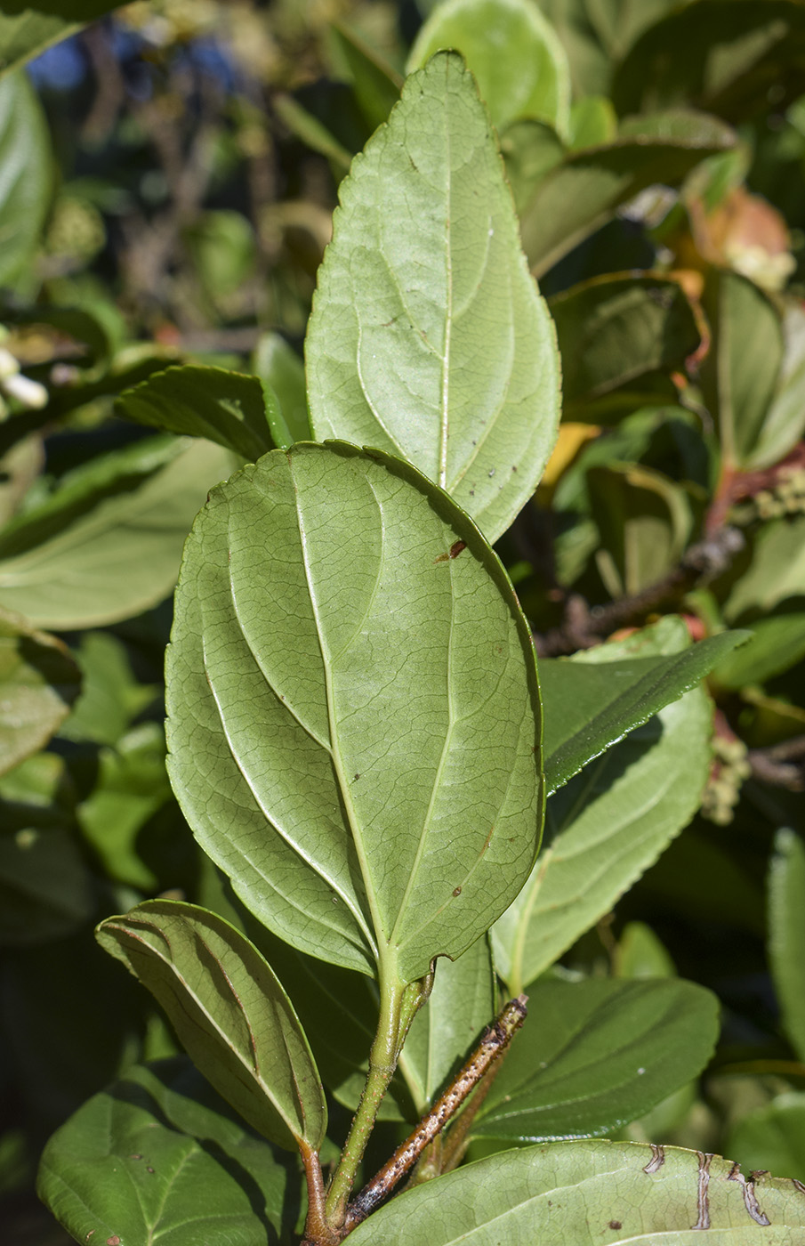 Изображение особи Viburnum suspensum.