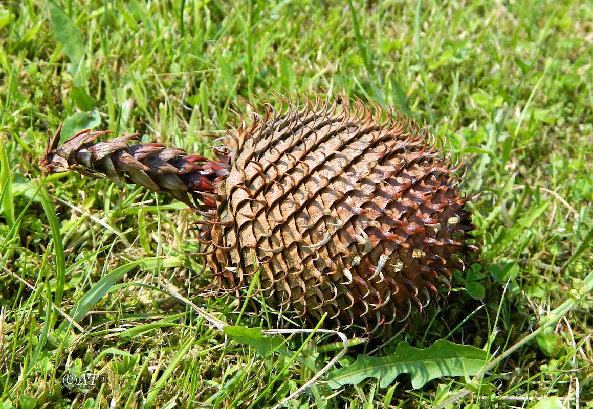 Image of genus Araucaria specimen.