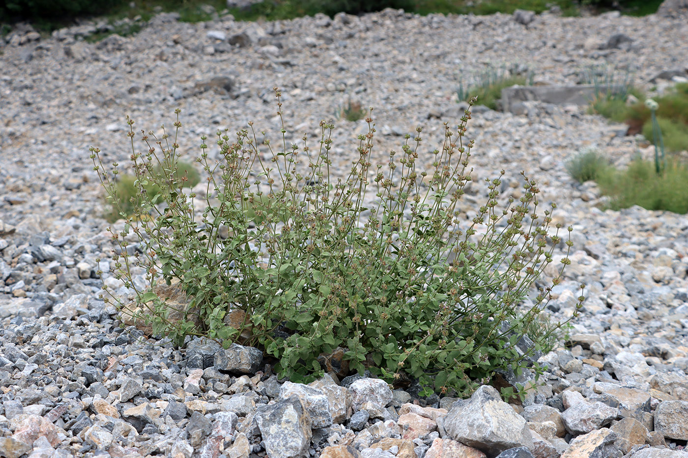 Image of Stachys hissarica specimen.