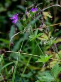 Geranium sylvaticum. Верхушка цветущего растения. Московская обл., Волоколамский гор. округ, дол. р. Каменка, смешанный лес. 17.08.2024.