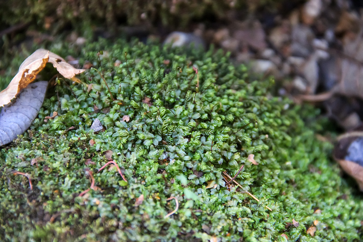 Изображение особи Plagiochila porelloides.