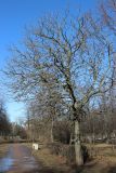 Aesculus hippocastanum. Покоящееся взрослое растение. Санкт-Петербург, Кировский р-н, в уличном озеленении. 09.03.2025.