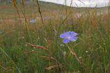 Linum austriacum