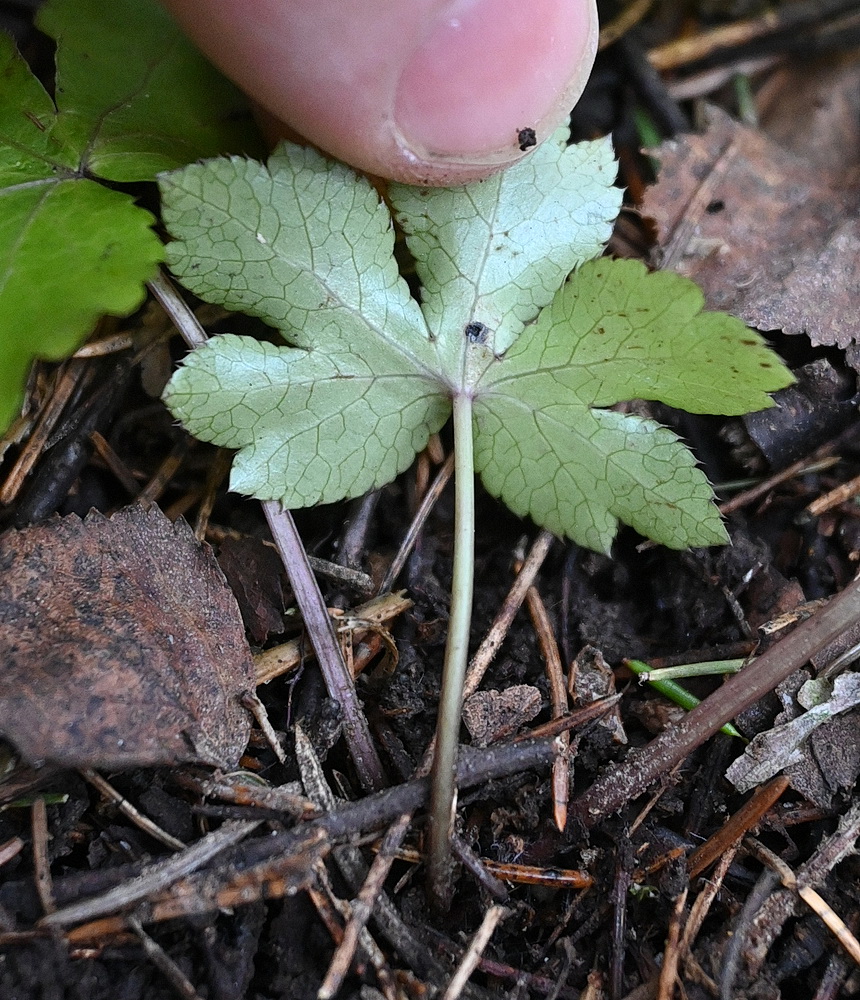 Изображение особи Sanicula europaea.