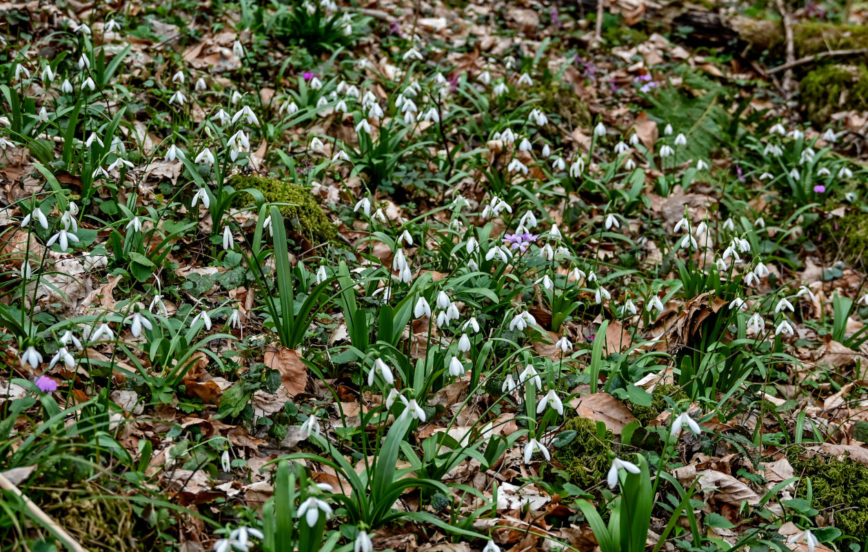 Image of Galanthus woronowii specimen.