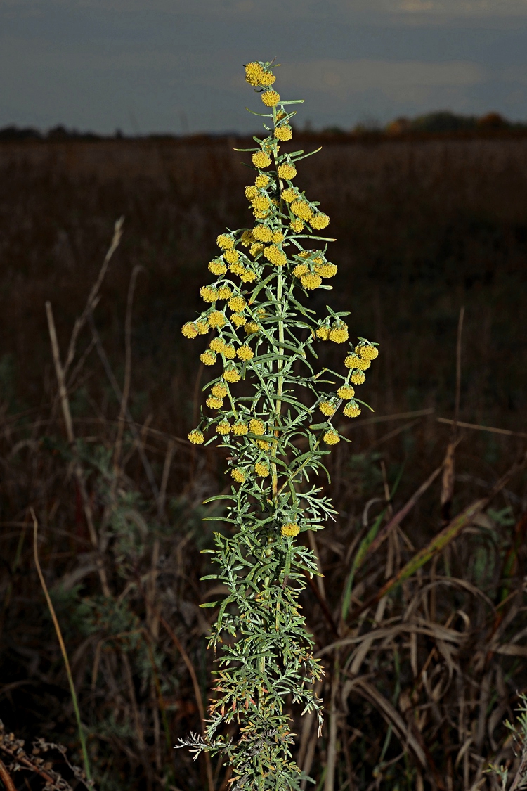 Изображение особи Artemisia pontica.