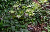 View full-size image Helleborus caucasicus
