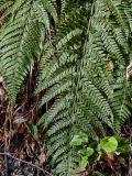 View full-size image Polystichum aculeatum