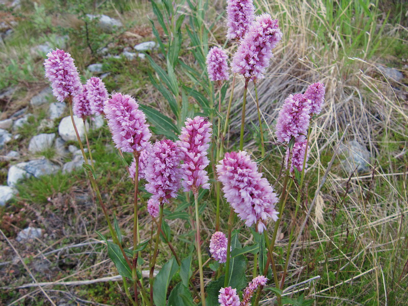 Изображение особи Bistorta officinalis.